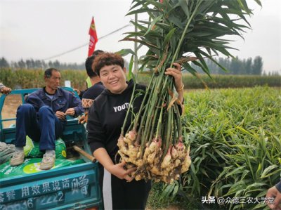 今日安丘大姜最新價(jià)格，市場(chǎng)走勢(shì)深度解析