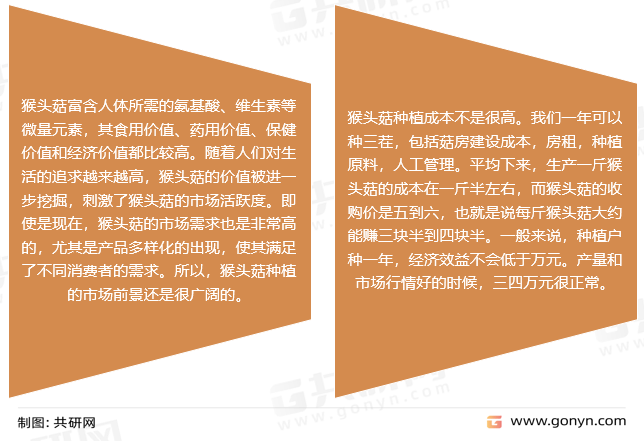 王中王資料大全，深度解析與全面概覽
