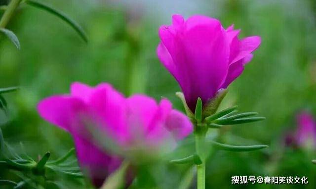 探索管家婆2024，一句話中的特殊魅力