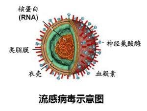 河南地區(qū)關(guān)于H7N9的最新消息，深度分析與展望（2017年）